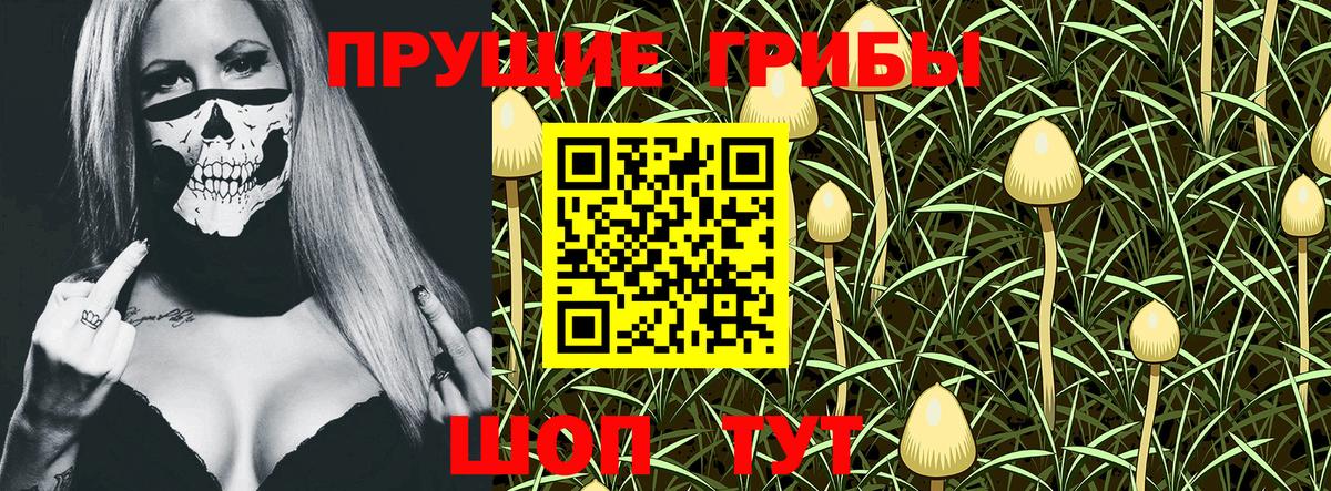 Псилоцибиновые грибы Psilocybe Кызыл